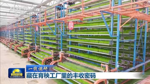一線調研丨育秧工廠變身蔬菜基地 一廠多用掌握豐收密碼