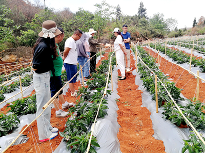 昆明市農科院精準服務助力產業發展，深入企業開展人參果技術指導