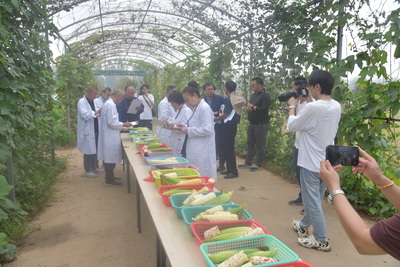 第十屆中國(武清)北方鮮食玉米大會圓滿落幕，科技創新引領鮮食玉米產業新篇章